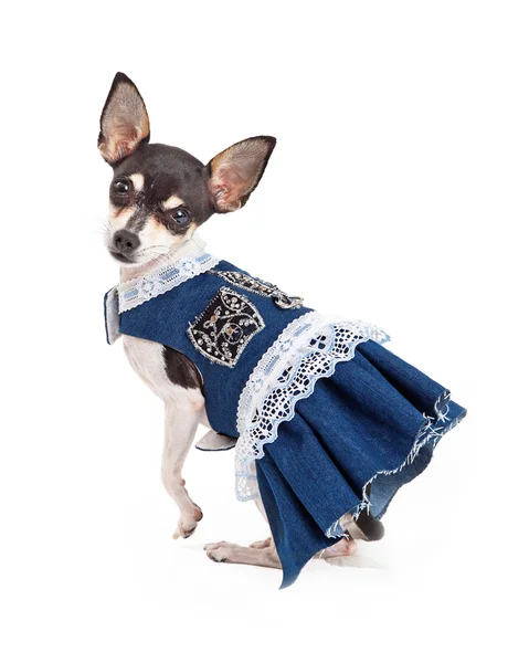Schattig Chihuahua Dog in blauwe jurk met witte kant — Stockfoto