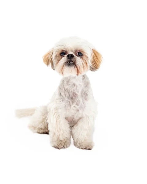 Adorable Poodle and Maltese Mix Breed Dog Sitting — Stock Photo, Image