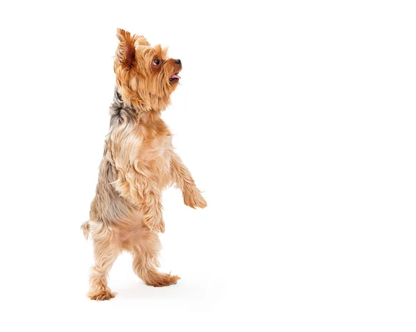 Adorable Yorkshire Terrier Puppy Dancing — Stock Photo, Image