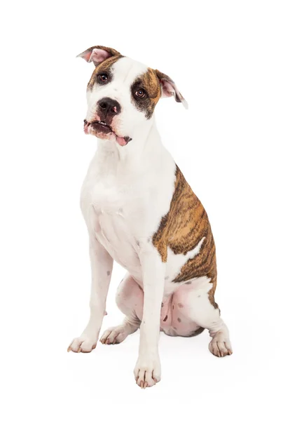 Amerikan Staffordshire Terrier köpek oturma — Stok fotoğraf