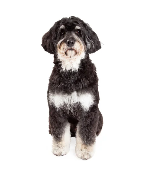 Atenção Poodle Mix Raça Cão Sentado — Fotografia de Stock