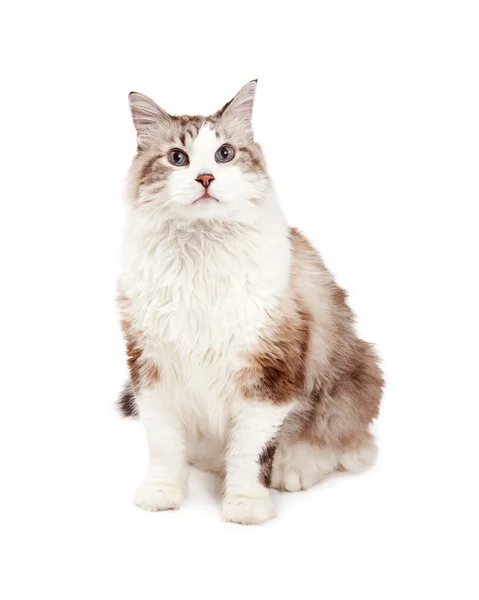 Attentive Ragdoll Cat Sitting While Looking Forward — Stock Photo, Image