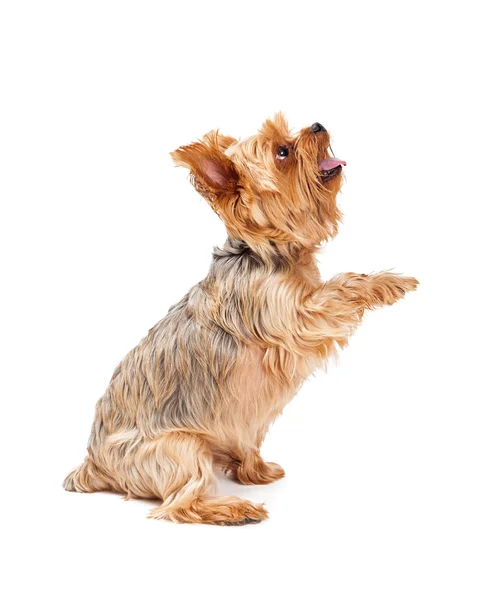 Aufmerksamer Yorkshire Terrier Welpe streckt Pfote aus — Stockfoto