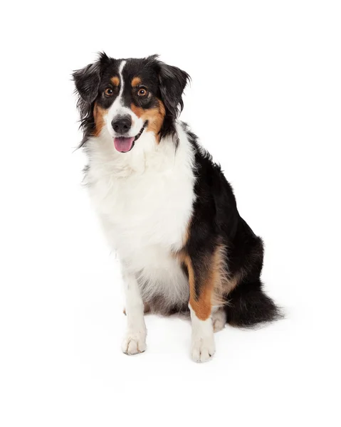 Australian Shepherd Dog sittande — Stockfoto