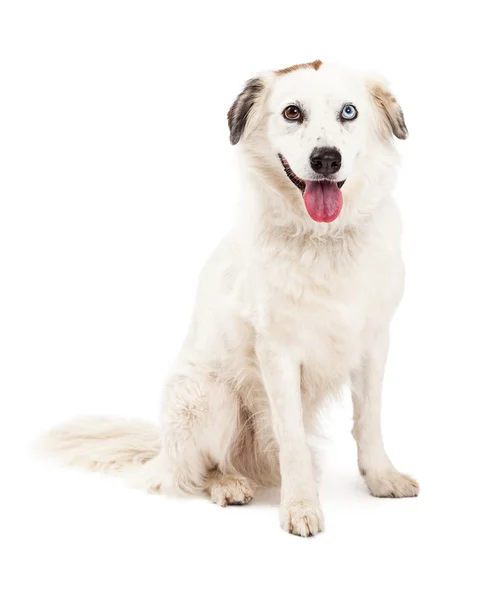 Australian Shepherd Mix Raça cão sentado — Fotografia de Stock