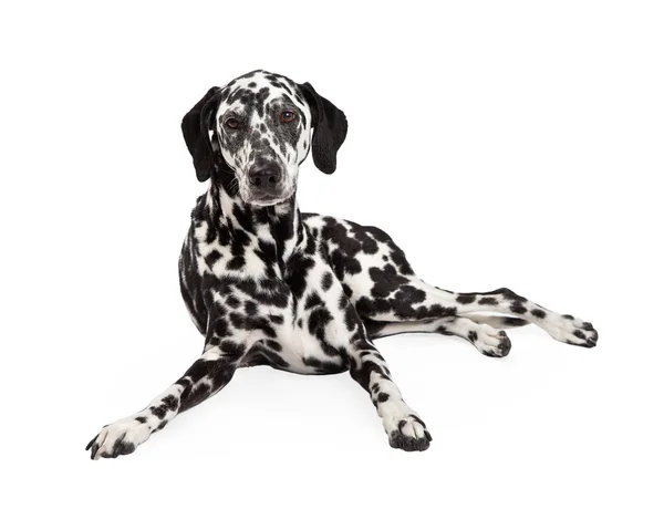 Frumos dalmațian câine de stabilire — Fotografie, imagine de stoc