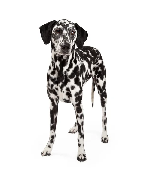 Mooie Dalmatische hond staande — Stockfoto
