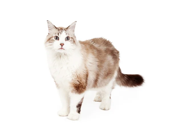 Bella Ragdoll Cat in piedi — Foto Stock