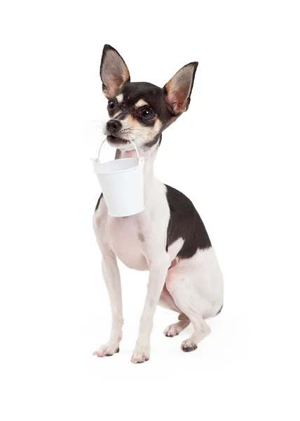 Chihuahua perro llevar cubo — Foto de Stock