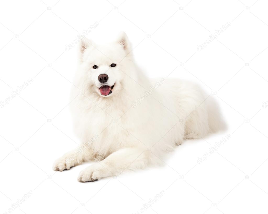 Beautiful Samoyed Dog Laying Stock Photo by ??adogslifephoto 56589361
