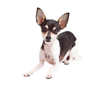 Döşeme merak Chihuahua köpek