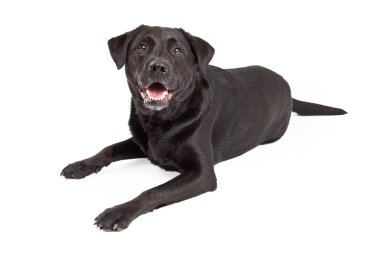 Döşeme merak Labrador Retriever köpek
