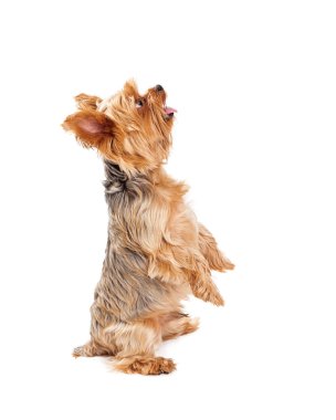 Sevimli Yorkshire Terrier köpek yavrusu ile açık ağız yalvarıyor