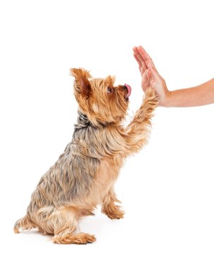 Dost Yorkshire Terrier köpek yavrusu pençe sallamak için genişletme