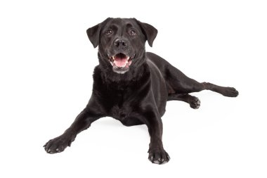 Mutlu Labrador Retriever köpek bir açıyla döşeme