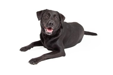 Mutlu Labrador Retriever köpek döşeme