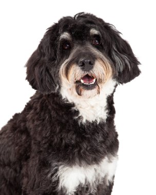 Bir fino köpeği karıştırmak doğurmak köpek kafa vurdu