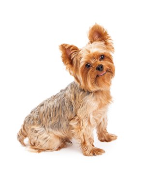 Yapışkanlık dışarı dil ile aç Yorkshire Terrier köpek yavrusu