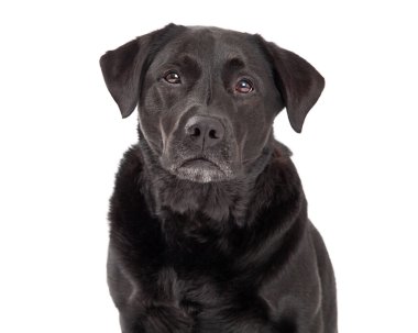 Ciddi Labrador Retriever köpek