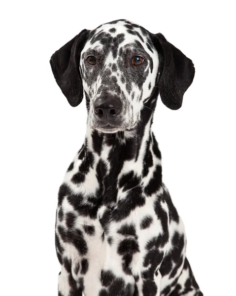 Closeup de cão dálmata — Fotografia de Stock
