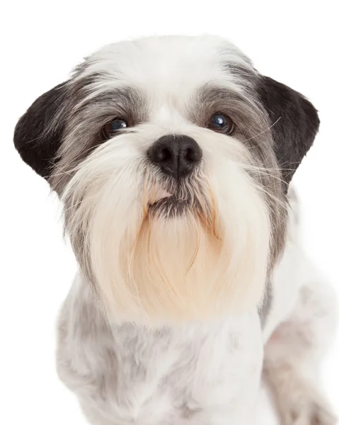 Крупный план стоящего пса Лхасы Апсо — стоковое фото