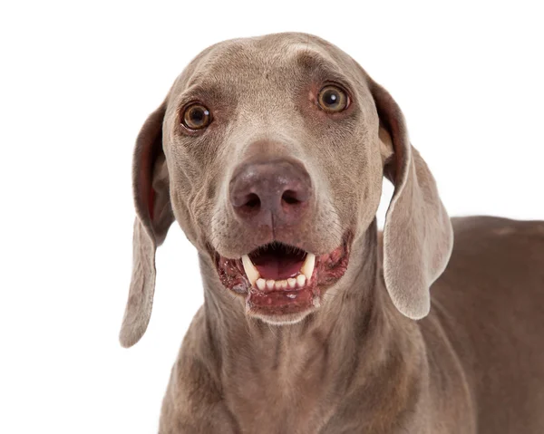 Closeup of Weimaraner Dog — Stock Photo, Image