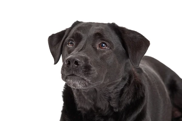 Nyfiken Labrador Retriever hund Head Shot — Stockfoto
