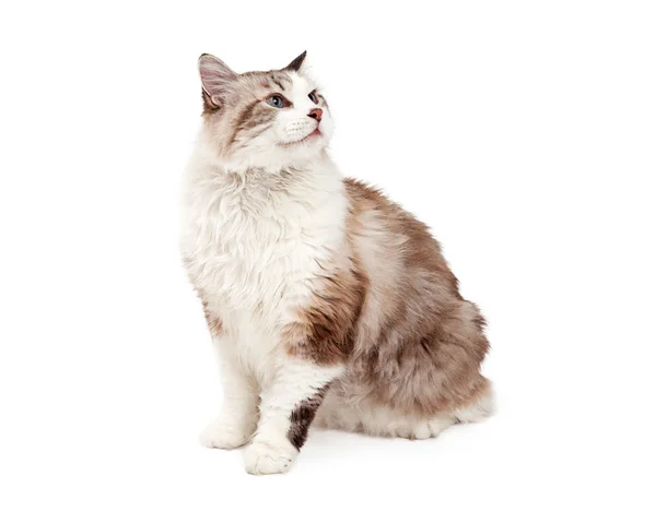 Curious Ragdoll Cat Sitting At An Angle — Stock Photo, Image