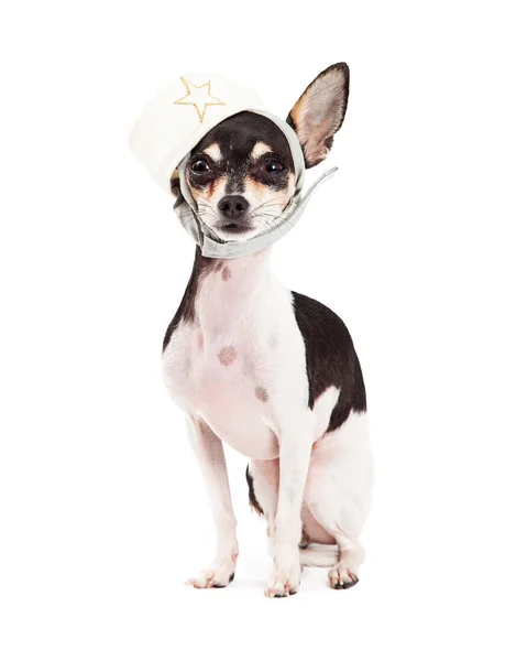 Lindo perro Chihuahua sentado con sombrero de marinero —  Fotos de Stock