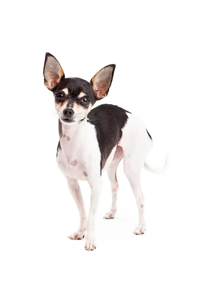 Niedlicher Chihuahua-Hund im Stehen — Stockfoto