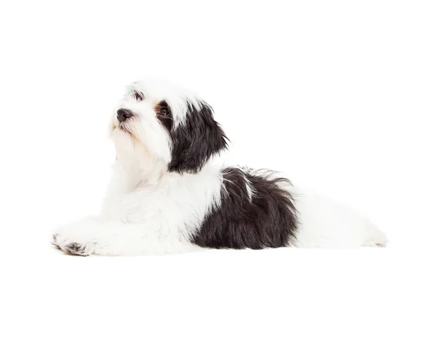 Cute Havanese Dog Laying — Stock Photo, Image