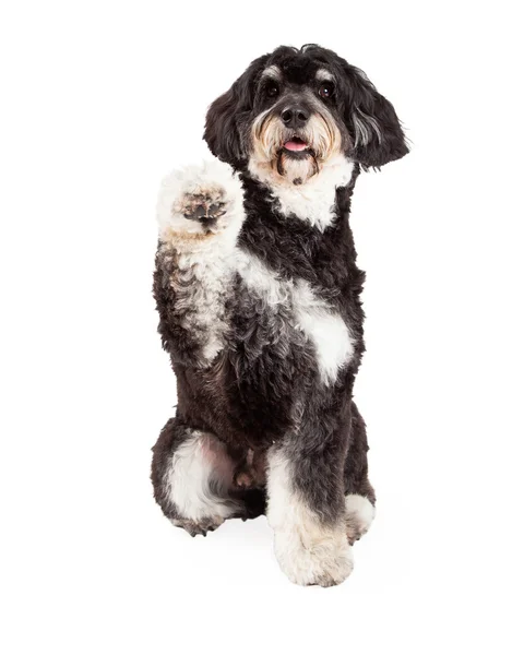 かわいいプードルのミックス犬の足の揺れ — ストック写真