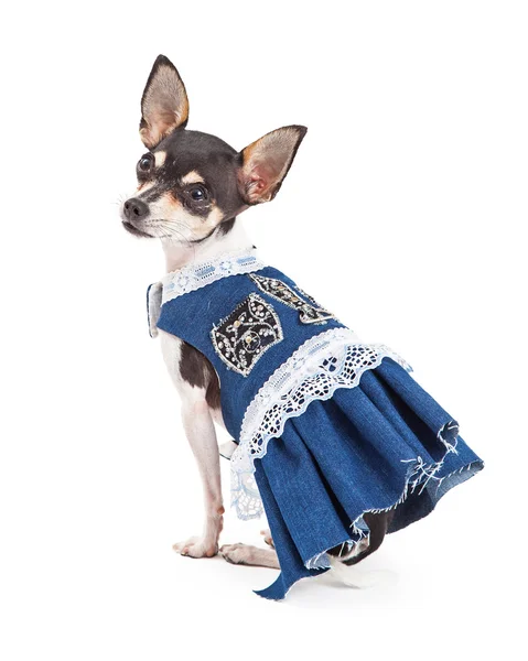 Fashionable Chihuahua Dog Wearing A Beautiful Blue Dress — Stock Photo, Image