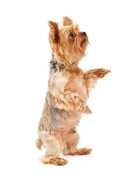 Underbara Yorkshire Terrier valp tiggeri — Stockfoto