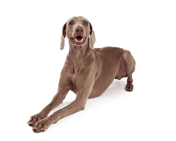 Mutlu Weimaraner köpek döşeme — Stok fotoğraf