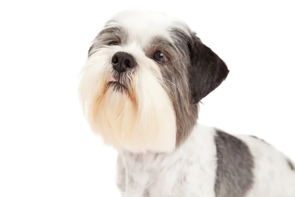 Head Shot Lhasa Apso psa — Zdjęcie stockowe