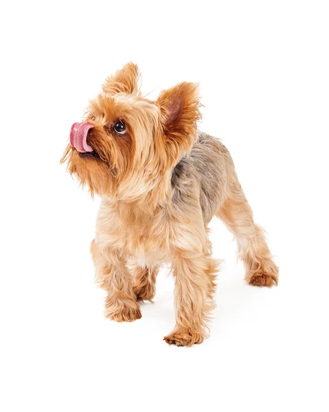 Hambriento yorkshire terrier cachorro lamiendo labios —  Fotos de Stock