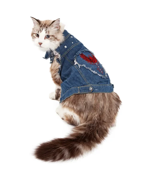 Inquisitive Ragdoll Cat Wearing A Jean Jacket — Stock Photo, Image