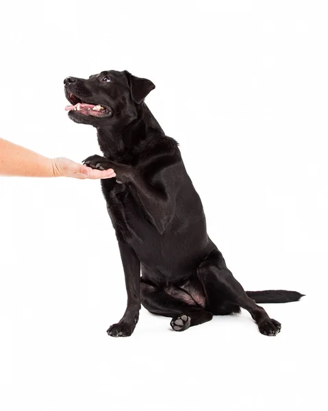 Labrador Retriever Dog en Paw Shake — Stockfoto