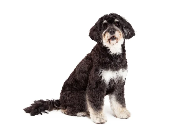 Lydient Poodle Mix Breed Dog Sitting – stockfoto