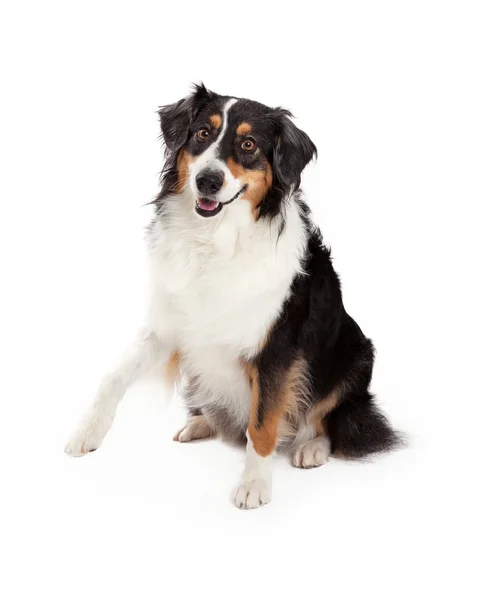 Lekfull Australian Shepherd Dog — Stockfoto