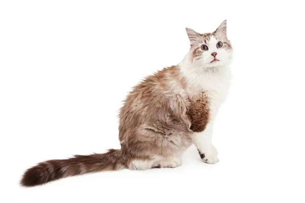 Profil bild av Ragdoll katt sittande — Stockfoto