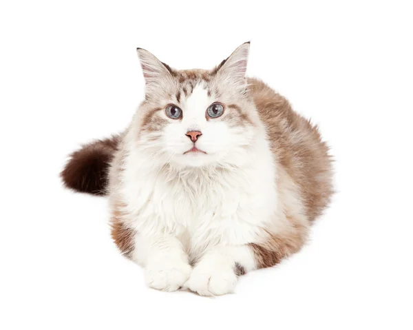 Ragdoll-Katze legt sich nach vorne — Stockfoto