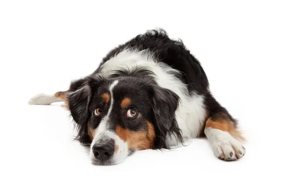 Sad Australian Shepherd Dog Laying — Stock Photo, Image