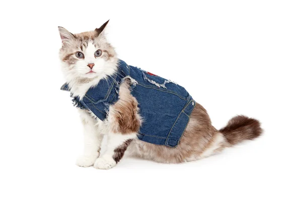 ジャン ・ ジャケットを着てスタイリッシュなラグドール猫 — ストック写真