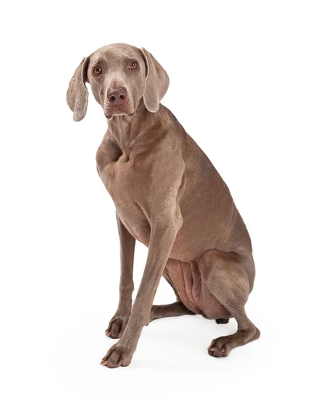 Inquisitive Weimaraner Dog Sitting Royalty Free Stock Photos