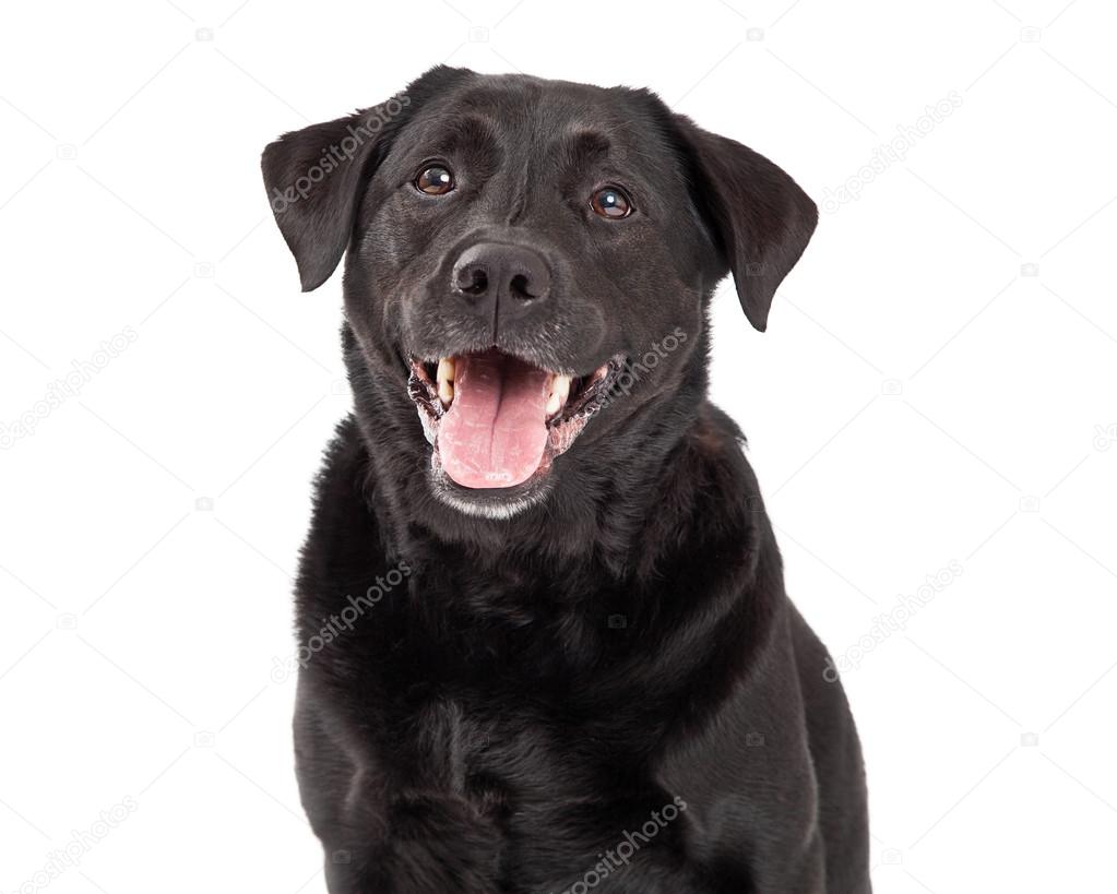 Happy Labrador Retriever Dog Head Shot