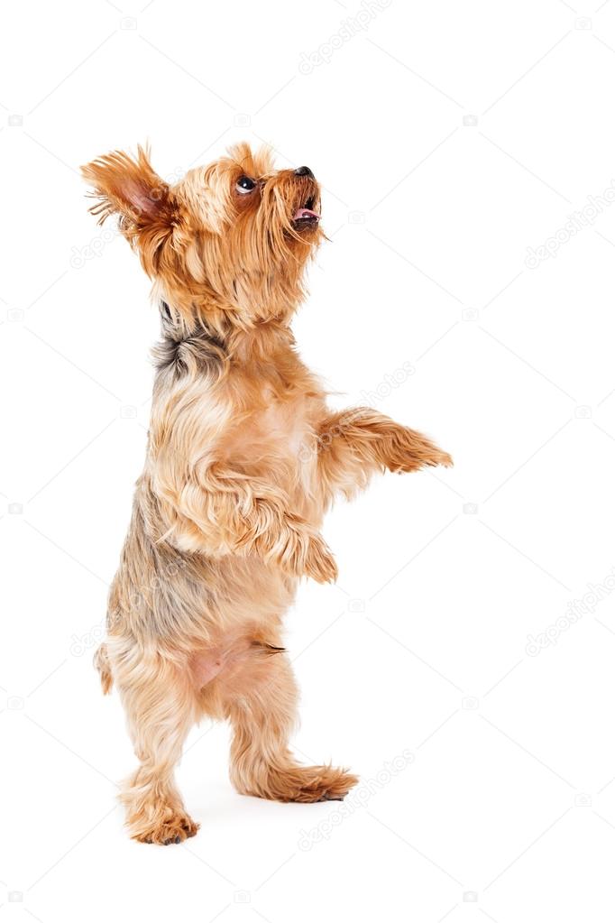 Talented Yorkshire Terrier Puppy Dancing — Stock Photo