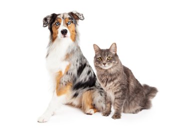 Avustralya çoban köpeği ve tekir kedi