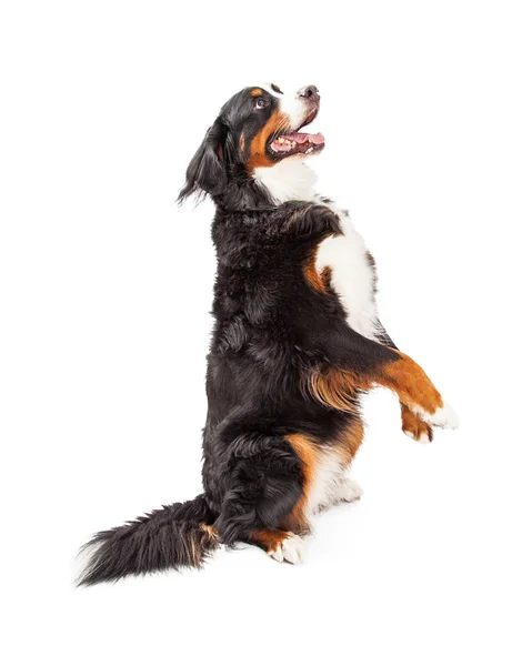 Bernese Mountain Dog Begging — Stock Photo, Image